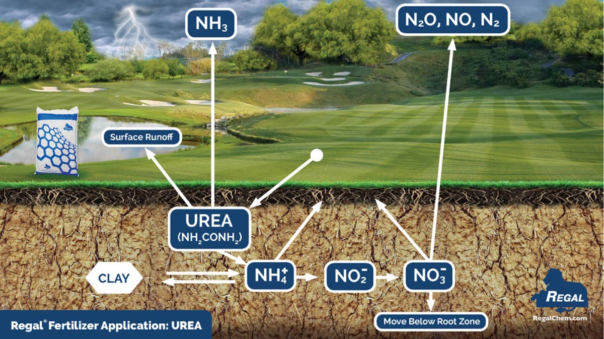 What is the Nitrogen Cycle?